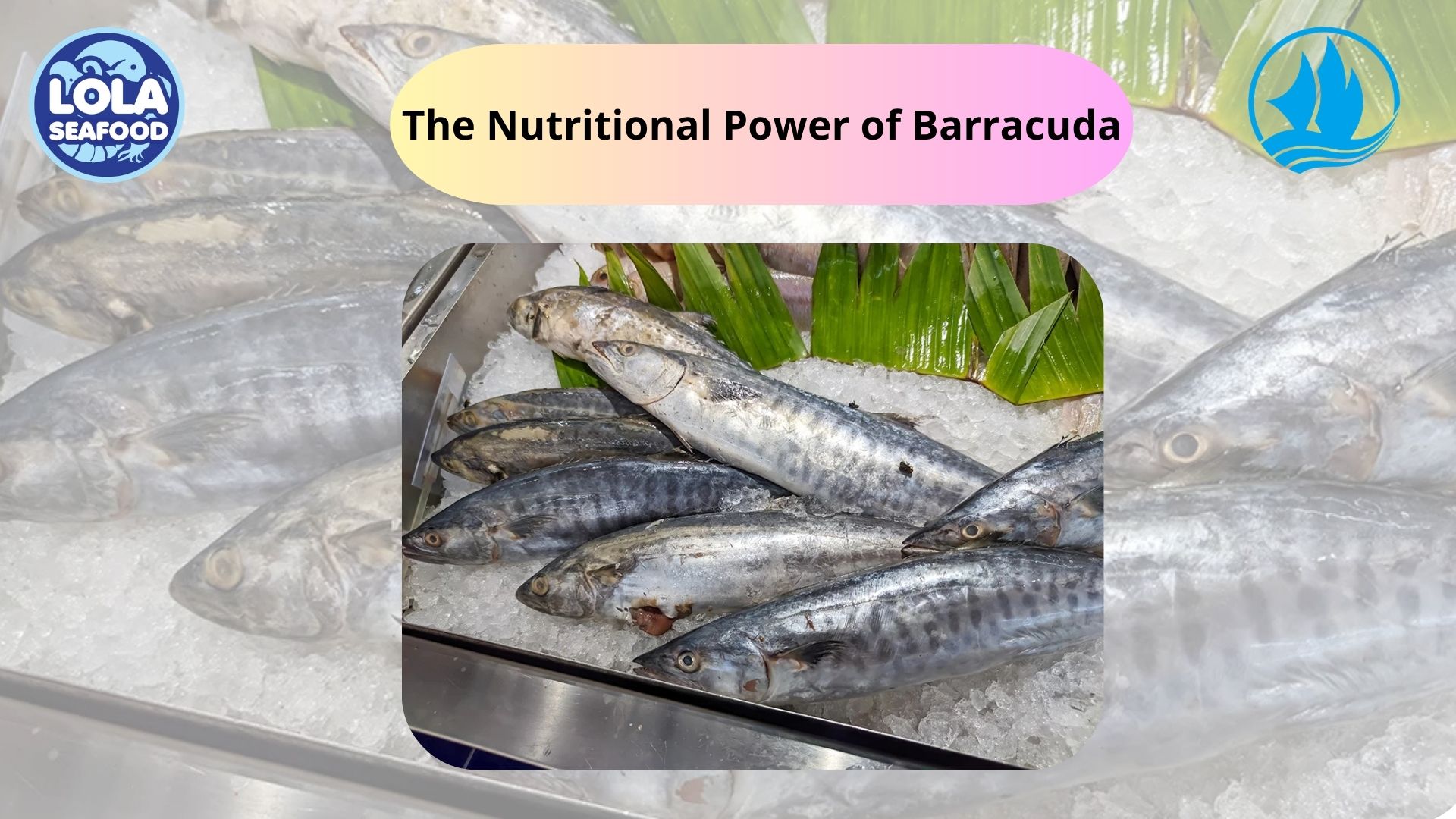 The Nutritional Power of Barracuda